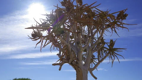 Close-up of a quiver tree in the Quiver Tree Forest near Keetmanshoop, Namibia 動画素材 341429893