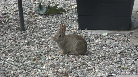 Close up of a rabbit 4K Stock Footage 134937871