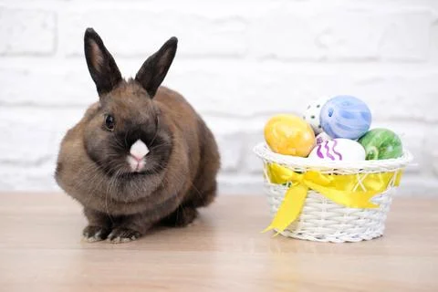 Close up of rabbit and easter eggs on the wooden table on white background. Stock Photos