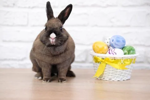 Close up of rabbit and easter eggs on the wooden table on white background. Stock Photos