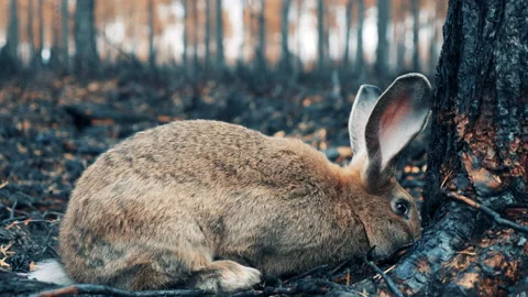 Close up of a rabbit in the burnt-out forest Stock Footage 164553080