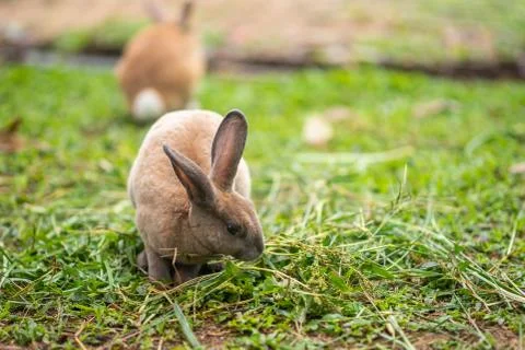 Close up of rabbit in the cage Stock Photos