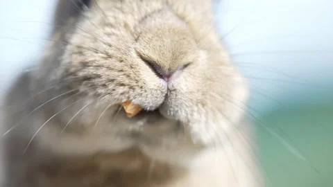 A close-up of a rabbit chewing a carrot with its teeth and moving its nose. Video stock 189920076