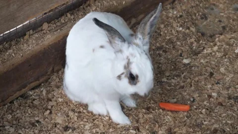 Close-up of a rabbit chewing a carrot. Rabbit and carrot. Stock Footage 285653781