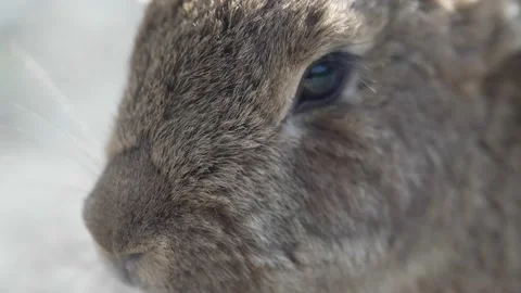 Close-up of a rabbit chewing. Feeding rabbits by hand. Video stock 189919757