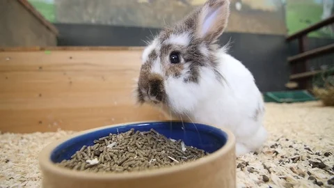 Close up of rabbit chewing Stock Footage 84479274
