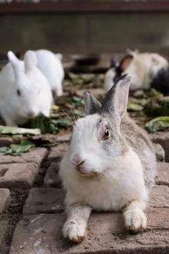 A close-up of a rabbit with distinctive markings lying on a brick surface, .. Stock Photos