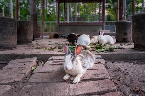 A close-up of a rabbit with distinctive markings lying on a brick surface, .. Stock Photos