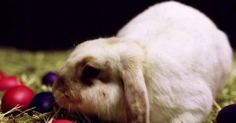 Close up of a rabbit with Easter eggs Video stock 83870666