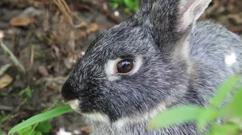 Close-up Rabbit Eating Stock Footage 53760204
