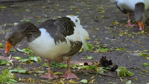 Close up of rabbit eating Stock Footage 243252626