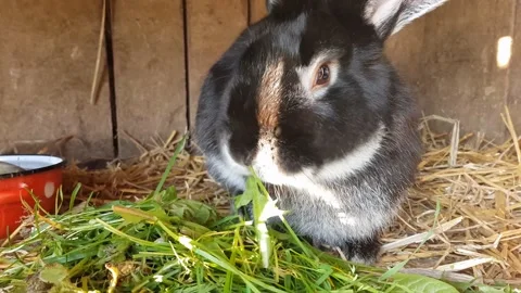 Close up rabbit eats green grass. Stock-Footage 132019575