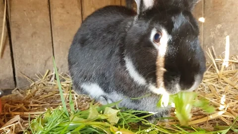 Close up rabbit eats lettece Stock-Footage 132067411