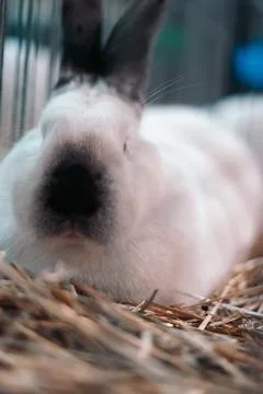 Close Up Rabbit Face Stock Photos