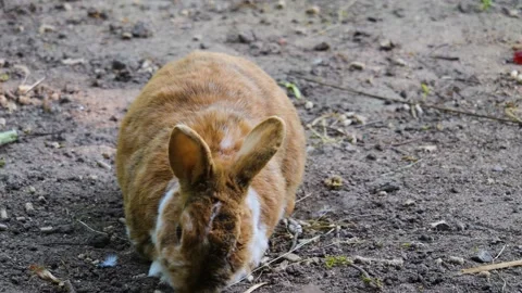 Close up of rabbit Stock Footage 243380281
