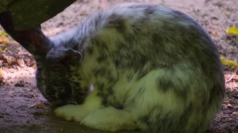 Close up of rabbit  Stock Footage 249745470