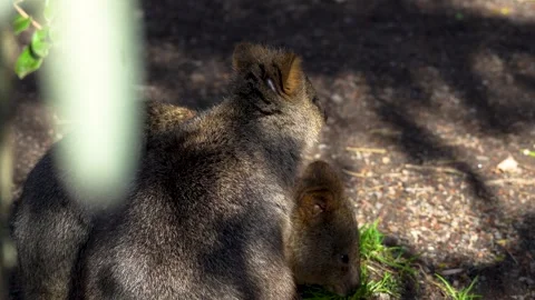 Close up rabbit kangaroo Stock Footage 263823041