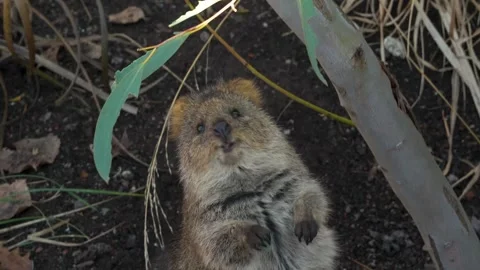 Close up of rabbit kangaroo Stock Footage 263852765