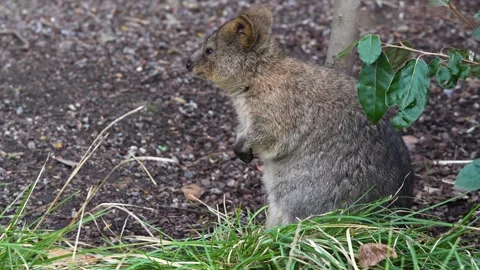 Close up of a rabbit kangaroo Video stock 265803298