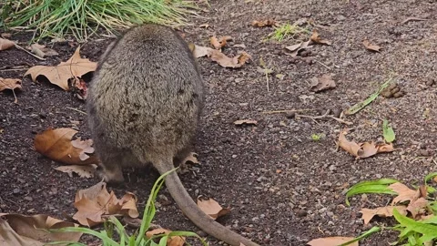 Close up of rabbit Kangaroo Stock Footage 266177547