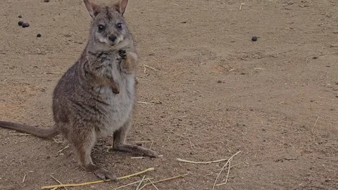 Close up of rabbit Kangaroo Stock Footage 271159338