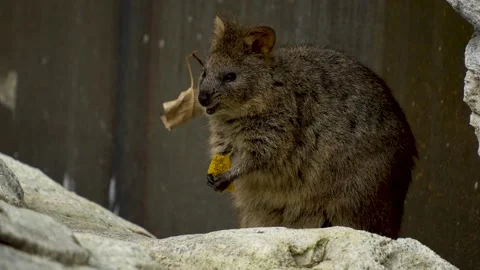 Close up of rabbit kangaroo or wallaby. Stock Footage 272816979