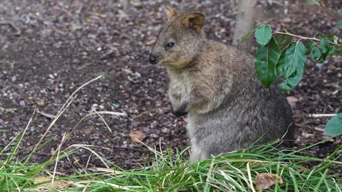 Close up of rabbit Kangaroo sitting Stock Footage 265871066
