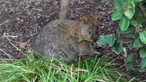 Close up of rabbit Kangaroo sitting  Stock Footage 265875045