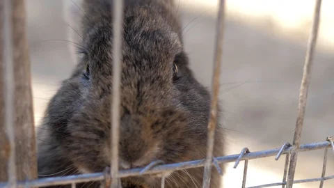 Close-up. The rabbit sits in a cage and looks around and chews something Stock Footage 128910865