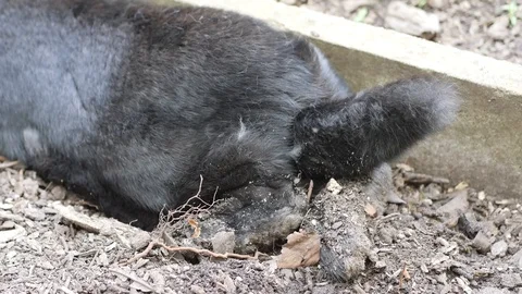 Close-up of a rabbit tail Stock Footage 90771448