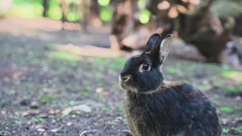 Close-up of rabbits in a clearing Stock Footage 328048345
