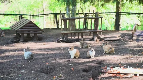Close-up of rabbits in a clearing Video stock 328049536