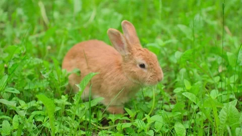 Close-up of rabbits in a clearing Stock Footage 328299211