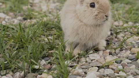 Close-up of rabbits in a clearing 스톡 동영상 328314626