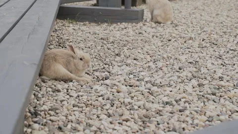 Close-up of rabbits in a clearing Stock Footage 328314631