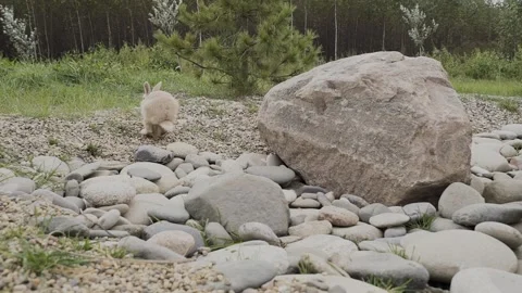 Close-up of rabbits in a clearing Stock-Footage 328314652