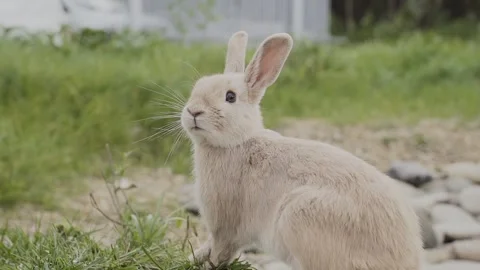 Close-up of rabbits in a clearing Stock-Footage 328314654