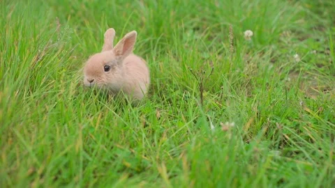 Close-up of rabbits in a clearing Vídeo Stock 328314819