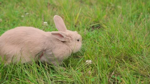 Close-up of rabbits in a clearing Vídeo Stock 328314822