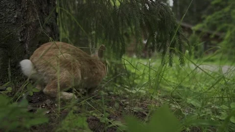 Close-up of rabbits in a clearing Stock-Footage 328314942