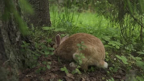 Close-up of rabbits in a clearing Video stock 328315089