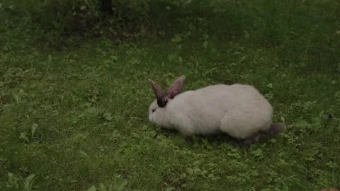 Close-up of rabbits in a clearing 스톡 동영상 329093105
