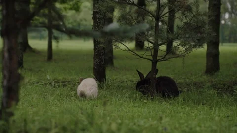 Close-up of rabbits in a clearing Video stock 329093118