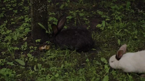 Close-up of rabbits in a clearing Vídeo Stock 329093135