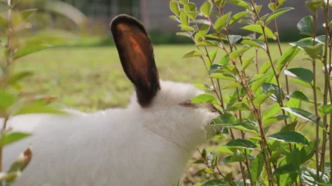 Close-up of rabbits in a clearing Stock Footage 329095334