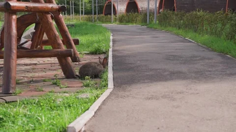 Close-up of rabbits in a clearing Stock Footage 329095376
