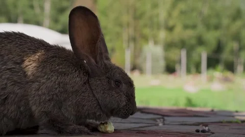 Close-up of rabbits in a clearing Stock Footage 329095426