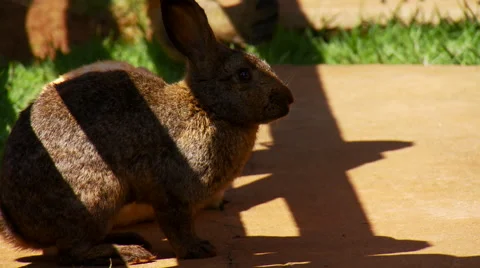 Close-up of rabbits Stock Footage 57814452