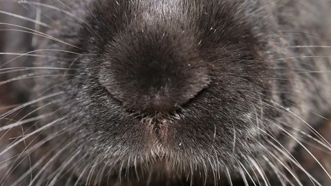 Close-up of a rabbit's nose Video stock 94352471