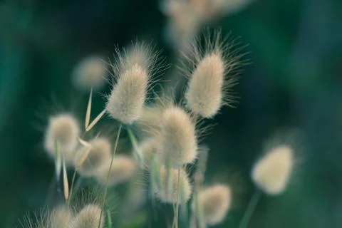 Close up of the Rabbit's Tail Grass Blossoms. Flower Heads of Bunny's Tail Gr Stock Photos